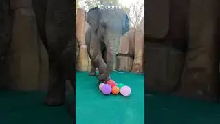 Funny! A moment of an elephant popping some balloons! #azchannel #funnyanimals #funnyvideo