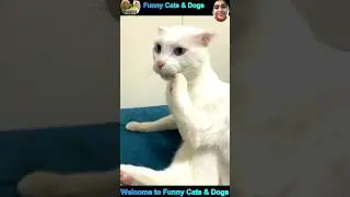 funny cat videos #cat #funny #shorts #catvideos #funnycat #funnycats #funnypets #animals