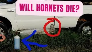 Hornets/wasp nest vs Foam Cannon