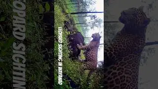 Leopard sighting in Kerala captured by a camera trap in a tea estate in Meppadi, Wayanad