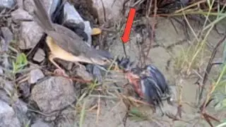 The mother bird struggles to feed her very cold chicks
