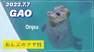 【おんぷのアザ柱】Onpu, a baby seal, swims standing.【男鹿水族館GAO】