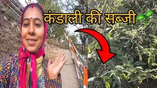 कंडाली की सब्जी🌱#dailyvloggers#phadilifestyle#lifestylevlog #garhwalivlogger  