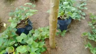 jengok tanaman