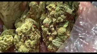 Exotic Strains 🌳🌬 Lemon OG Kush🔥🍋 YOG SoloDoloPolo (YoungOGPolo aka YoungOGDolo)