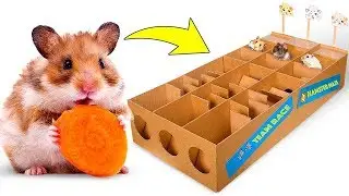 Nueva pista de carrera para las hamsters. ¿Quién ganará?