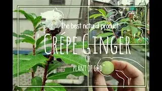 We call this God's plant..Costus speciosus/ Crepe-ginger. How to use it as medicine..