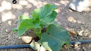 Salatalık Çapası ve Tohumların Çıkmaması