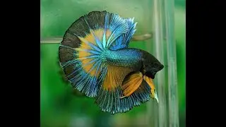 BETTA HALFMOON, QUE TAN DIFICL ES ?