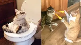 Try Not To Laugh 😂 Cute & Funny Pets Compilation 🐶🐱 Best Funny Cats & Dogs Videos 2025