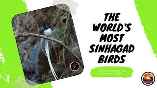 Indian paradise flycatcher found in Sinhagad Vally near Pune. This place best for Bird Photographer