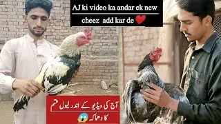 AJ ki video Bhot he dilchasp . aseel chicken breeding 