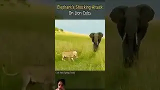 elephant shocking attack on the lion cubs. #elephant #lion #wildlife #savelions #savetheelephants
