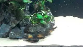 Tropheus kasakalawe Mpulungu