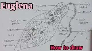 How to draw Euglena diagram || Euglena diagram easily step by step || #biology #diagram #euglena