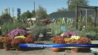 How to keep your plants healthy during winter