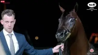 N 429 BASHIR AL BASHIR   Katara Int  Arabian Horse Festival 2022   Stallions 4 6 Years Old Class 10
