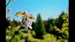 Peda pedakkana.....action song by yaldin babu