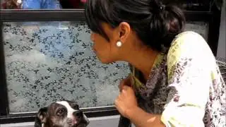 Tina Ryan as The Feelingerang Dog Whisperer