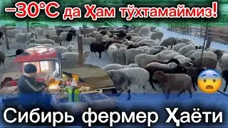 Сибир совуғи −35°: фермер меҳнати қандай?😨😱#рекомендация #чорвачилик #ферма #россия #фермерлик 