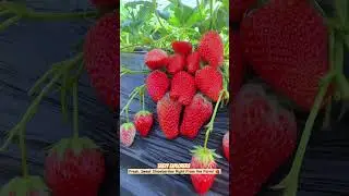 Garden Fresh Strawberries: Pure Sweetness! 🍓 #strawberries #shorts