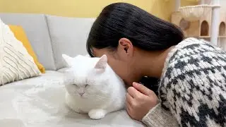 洗い立ての猫に猫吸いをキメたら…