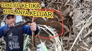 mancing belut besar di kebun sawit