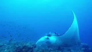 Manta Magic Komodo Indonesia