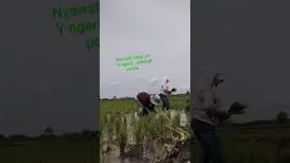 bixo mntan TKW Yo tetep semngt nyawah.bli indo dadi Rondo Ra bkl frustasi pnggah ngingu sapi lur