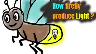 How firefly produce light?