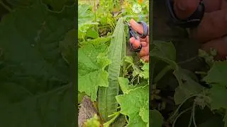 Ridge Gourd harvest in my garden usa  #usagarden  #ridgeguard  #shorts
