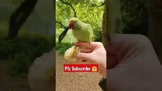 Parrot Voice | parrot🦜 video | पक्षी #petsofworld #shortsfeed #viral #shorts #ytshorts #video #pets