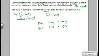 Incomplete Dominance Sample Problem 2