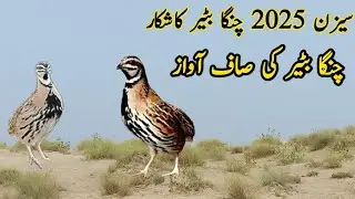 chinga batair ki awaz / common quail male sound / rain quail sound very munda