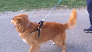 Toller Scream!