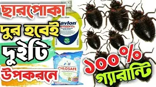 ছারপোকা তাড়ানোর সহজ ঘরোয়া উপায়। ছারপোকা মারার উপায়। ছারপোকা দূর করার সহজ উপায়। ছারপোকা নিধনের উপায়।