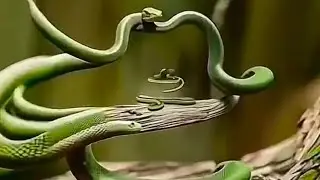 Wow Amazing Snake Trap😱🙄🙆#sneak #live #stream @sneaklive #livestream #sneaklivestream