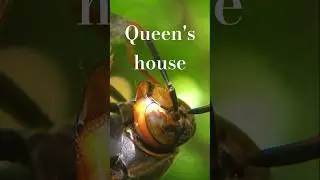 Queen wasp make new house #insects #macro #wasp #queenbee #macrovideo