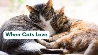 How Cats Really Show Love