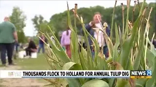 Thousands flock to Holland for annual Tulip Dig