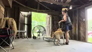 Milo 7/26
