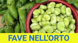 Semina delle FAVE! Semplici da COLTIVARE, alla portata di tutti!