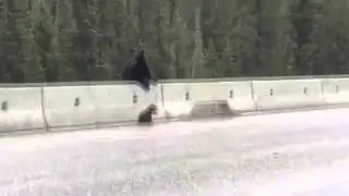 Bear saves baby