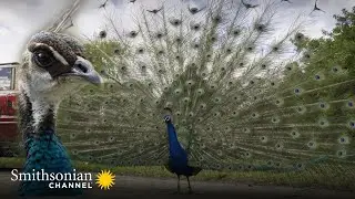 A Young Peacock Picks the Wrong Fight with an Experienced Rival | Miami Wild | Smithsonian Channel