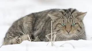 Sur les traces du Chat forestier   (souvenir hivernal)