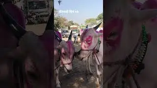 घाडगे पाटलांच्या बैल दावणीला भारी भारी आदत बैल आले होते. #shetkari_mitra_nb #बोधेगावबैलबाजार