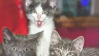 cute cat  #cutecat #cutecats #cutecatcrew #cutecatskittens #cutecatsofinstagram
