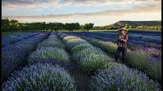 Learning About Lavender Farming