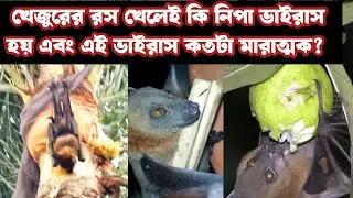 Can drinking date juice spread Nipah virus and how deadly is the virus?