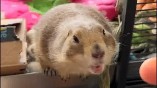Prairie Dogs Poppy & Paxton BIG WAHOO Compilation 🎉